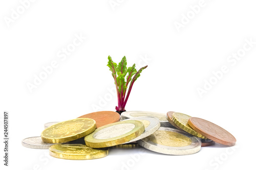 A photo of money, heap of euro coins and a small green sprout growing from the coins. Business finance concept. Coins isolated on white. Jewish charity concept. Tzedakah, translated like charity.