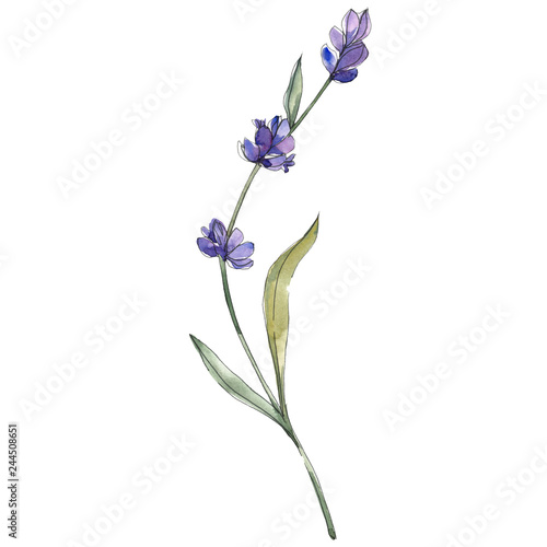 Purple lavender floral botanical flower. Watercolor background illustration set. Isolated lavender illustration element.