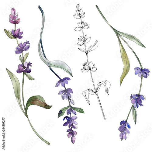 Purple lavender floral botanical flower. Watercolor background illustration set. Isolated lavender illustration element. photo