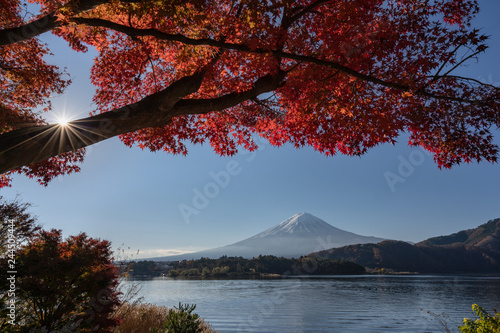 Mount Fuji with a red maple tree in the foreground