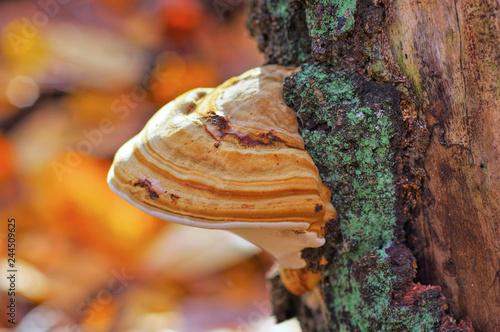 Zunderschwamm, Fomes fomentarius - tinder fungus or Fomes fomentarius in forest