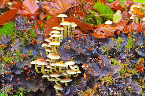 Grünblättrige Schwefelkopf, Hypholoma fasciculare - clustered woodlover or Hypholoma fasciculare in autumn forest photo