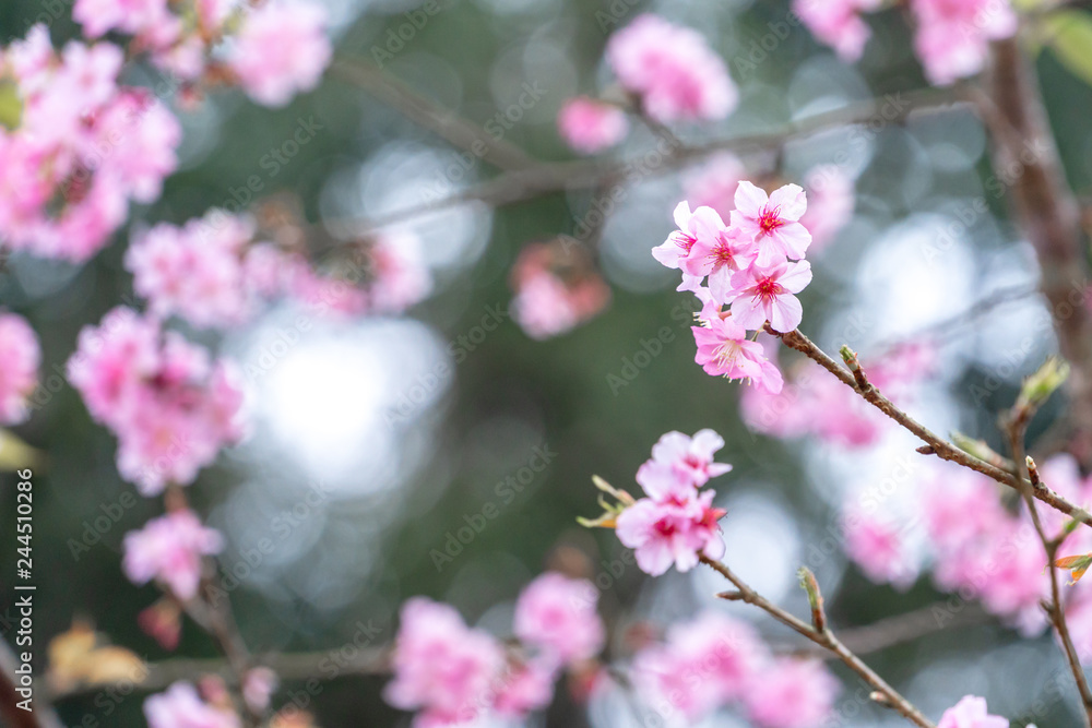 Beautiful cherry blossoms sakura tree bloom in spring in the park, copy space, close up. Beautiful cherry blossoms sakura tree bloom in spring in the park, copy space, close up.