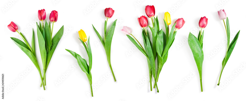 Obraz premium zestaw kwiatów tulipanów na białym tle ze ścieżką przycinającą włączone