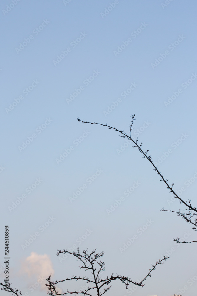 Obraz premium Branches d'arbre et ciel