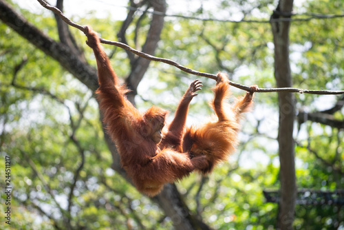 A pair of orang utang at play on vine