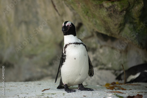 An African Penguin looking at camera