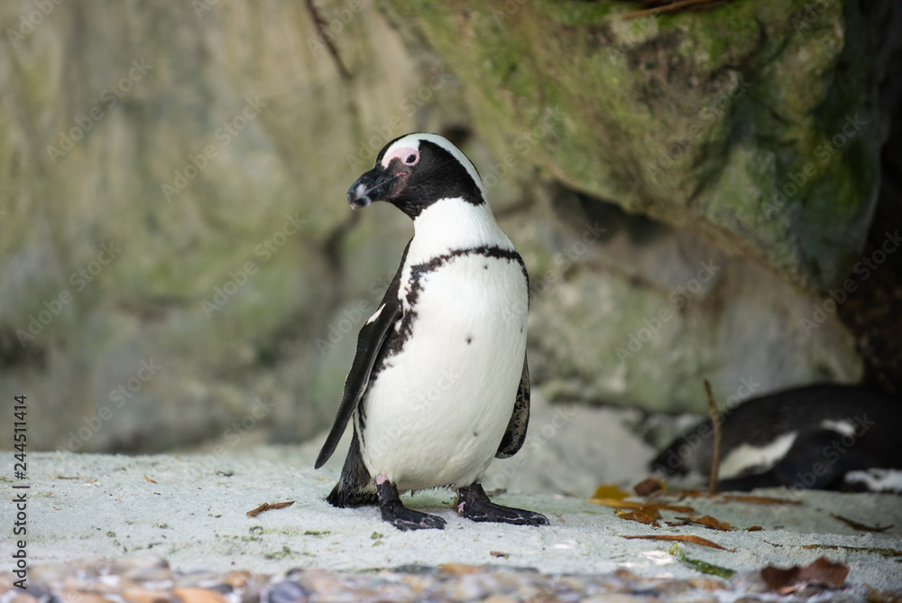 Naklejka premium An African Penguin looking away from camera 