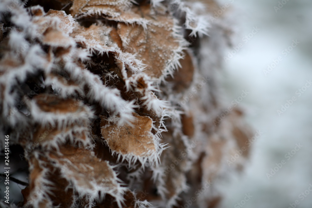 Hecke mit braunem Laub in gefrorener Schneelandschaft. Weißes Eis auf Pflanzen, Bäumen und Büschen. Heller bokeh Hintergrund. Hecke mit braunem Laub in gefrorener Schneelandschaft. Weißes Eis auf Pflanzen, Bäumen und Büschen. Heller bokeh Hintergrund.