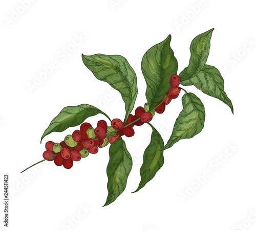 Detailed botanical drawing of coffea or coffee tree branches with leaves and ...