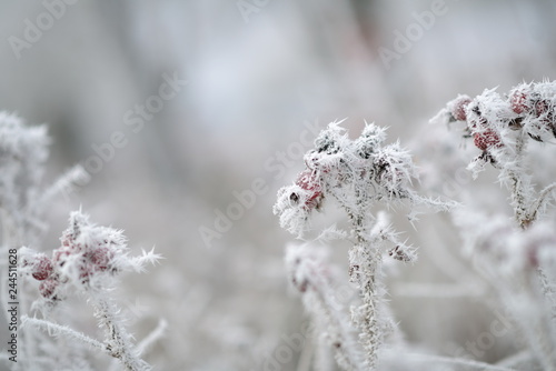 Rote Beeren in gefrorener Schneelandschaft. Weißes Eis auf Pflanzen, Bäumen und Büschen. Heller bokeh Hintergrund. © Sven Böttcher