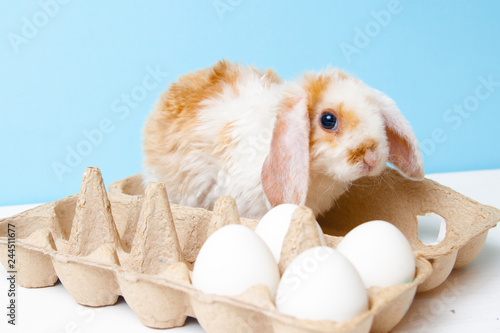 Easter bunny rabbit with white eggs on blue background. Easter holiday concept.