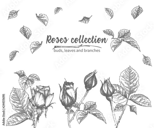Set of Hand drawn sketch roses, leaves and branches Detailed vintage botanical illuatration. Floral frame. Black silhouette isollated on white background.