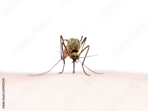 Yellow Fever, Malaria or Zika Virus Infected Mosquito Insect Bite Isolated on White Background © nechaevkon
