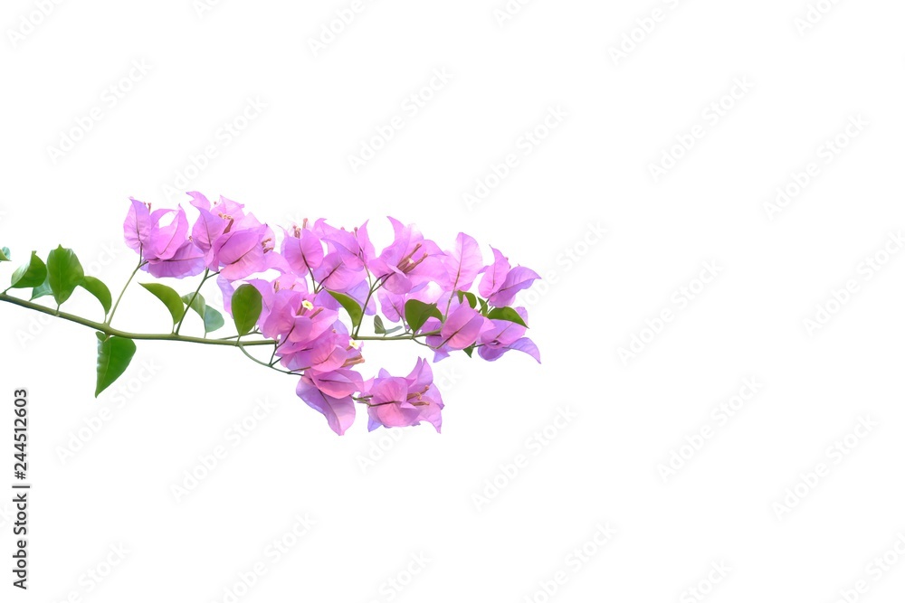 A bunch of sweet pink bougainvillea flower blossom with leaves on white isolated background A bunch of sweet pink bougainvillea flower blossom with leaves on white isolated background