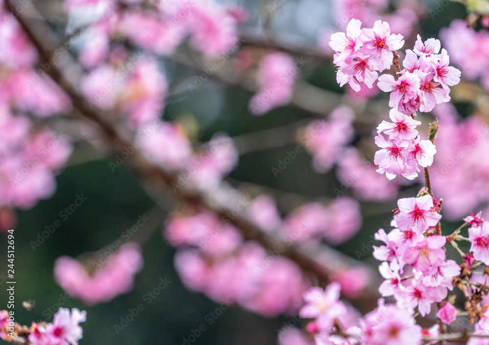 Beautiful cherry blossoms sakura tree bloom in spring in the park, copy space, close up. Beautiful cherry blossoms sakura tree bloom in spring in the park, copy space, close up.