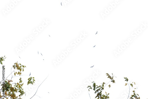 Blurred tropical trees with leaves branches and a group of birds flying in white sky for background texture 