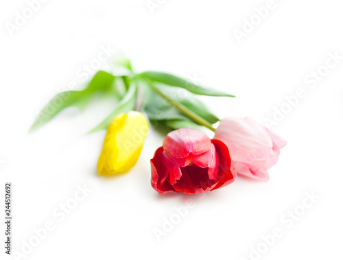 bouquet of three tulip flowers isolated on white background