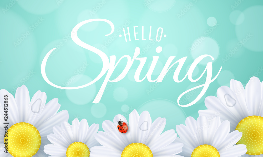 Hello spring gift card. Seasonal modern banner for your design. Ladybug creeps on the flowers. Realistic daisies. Lights bokeh. Calligraphy and lettering. Water drops. Vector illustration