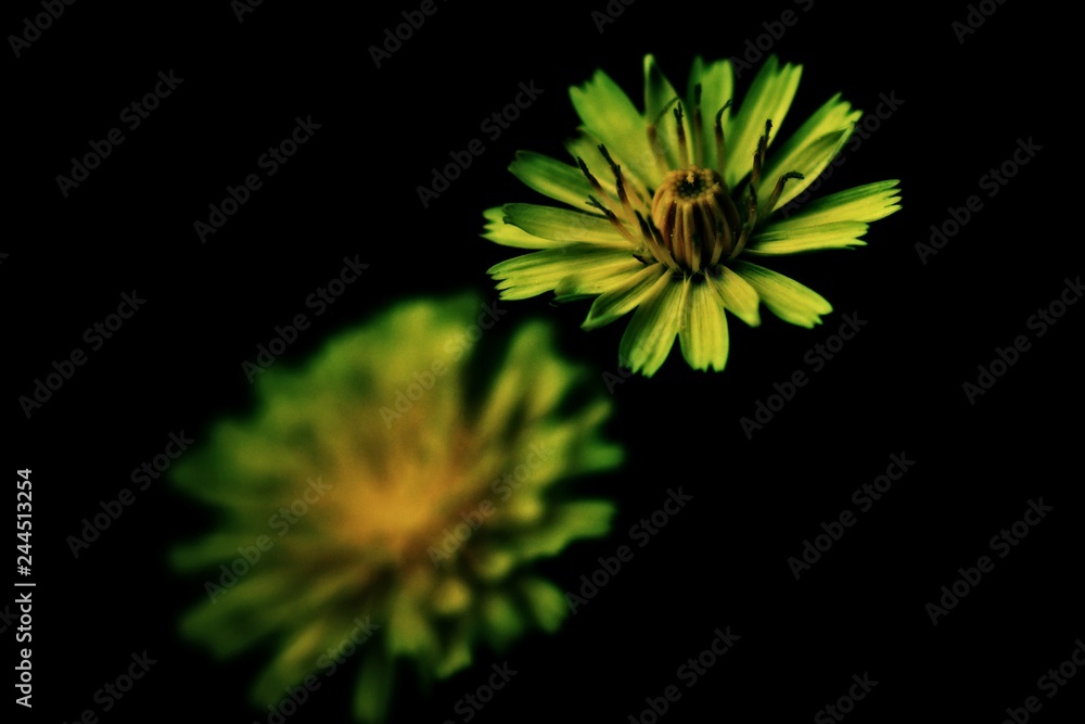 Gelbe Blüten vor schwarzem Grund Gelbe Blüten vor schwarzem Grund