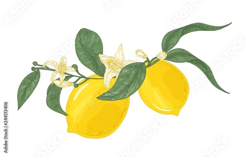 Detailed drawing of lemon plant branch with flowers and leaves isolated on wh...