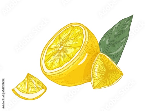 Botanical drawing of lemons cut into pieces and leaves isolated on white back...