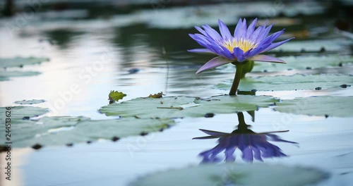 beautiful purple lotus , water lily flower in pond