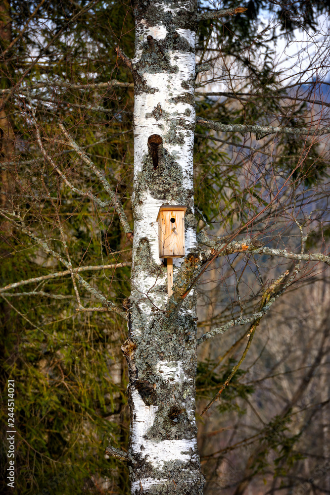 Birdhouse on a tree in a birch grove in the spring Birdhouse on a tree in a birch grove in the spring