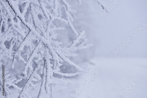 Winter Background with snow branches tree. Hoarfrost on twig
