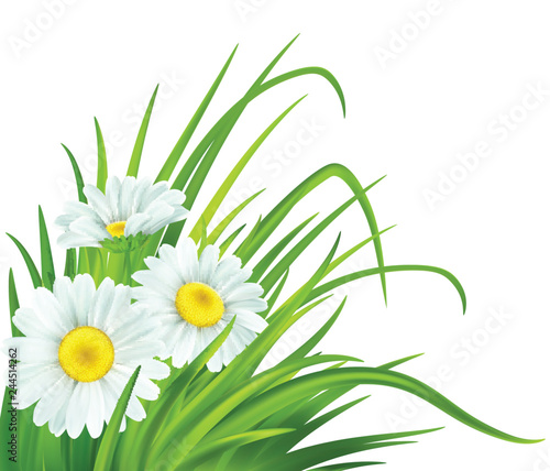 Spring background with daisies and fresh green grass. Vector illustration