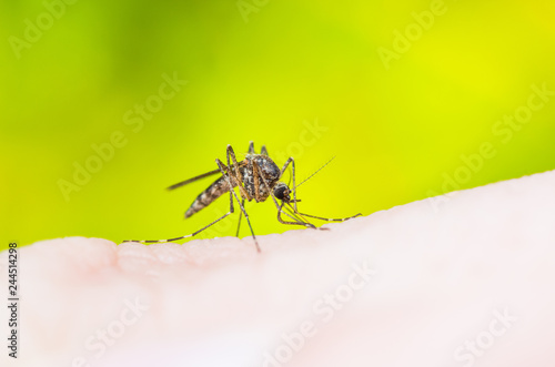 Yellow Fever, Malaria or Zika Virus Infected Mosquito Insect Macro on Yellow Background