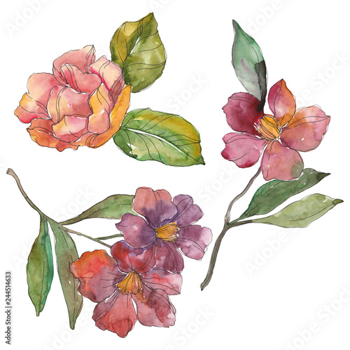 Red camelia. Floral botanical flower. Watercolor background illustration set. Isolated camelia illustration element.