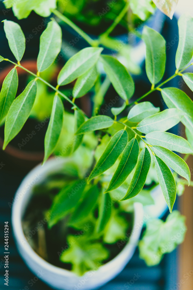 group of small green plants in indoor settings group of small green plants in indoor settings