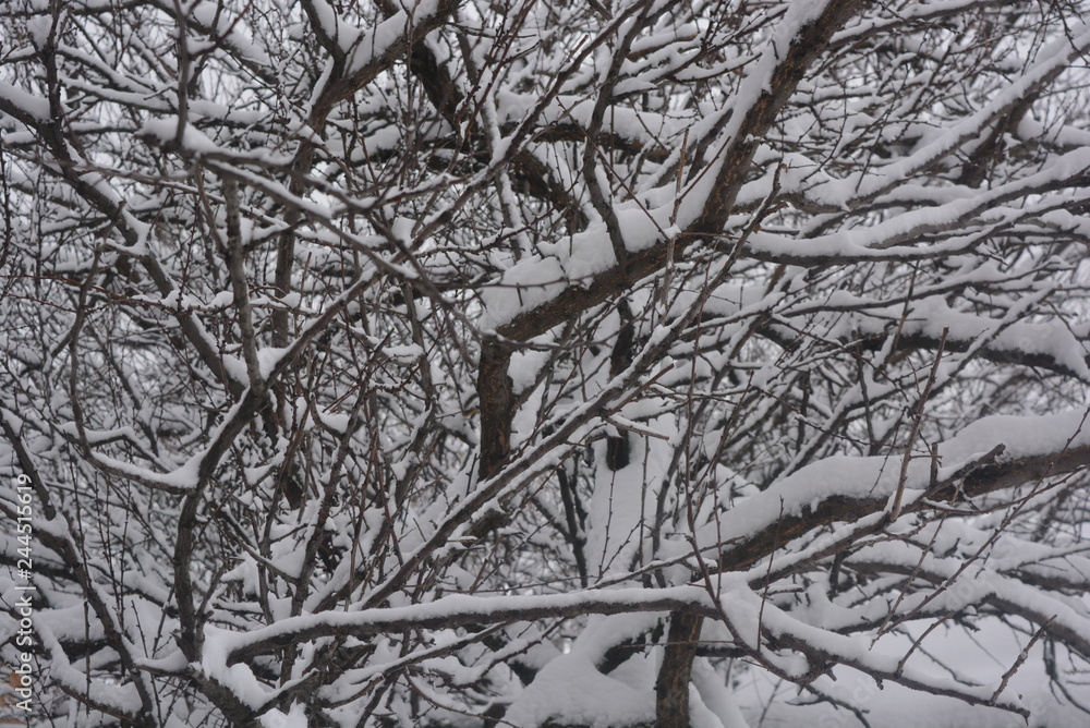 Branches and twigs of trees under the winter beautiful snow on the street, snow-covered winter, white snow Branches and twigs of trees under the winter beautiful snow on the street, snow-covered winter, white snow
