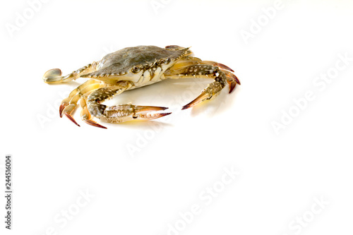 Flower crab, Blue crab, Blue swimmer crab (Portunus pelagicus) isolated on white background