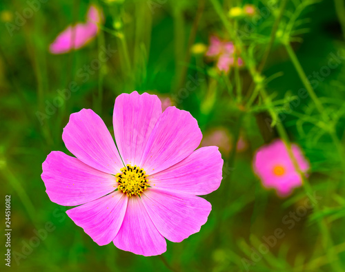 Fototapeta Naklejka Na Ścianę i Meble -  Natural view of pink Cosmos flowers