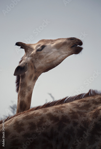 giraffe in africa