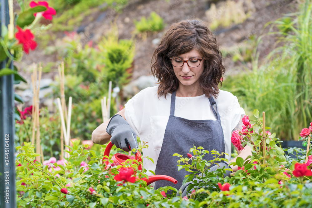 Gärtnerin gießt die Rosenpflanzen im Gartencenter Gärtnerin gießt die Rosenpflanzen im Gartencenter