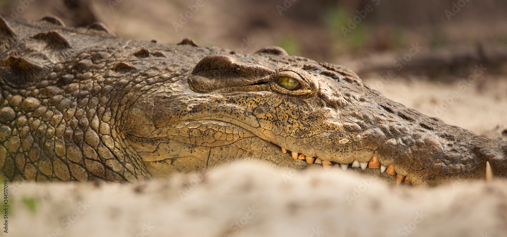 Obraz premium Crocodile on Zambezi river