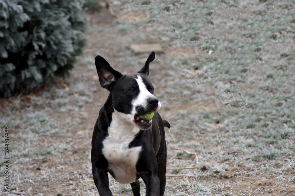 Hund Bulldogge spielt im der Winter Landschaft