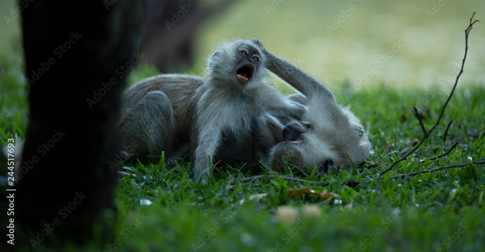 Naklejka premium Monkeys fighting on grass