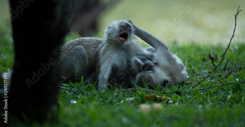 Monkeys fighting on grass