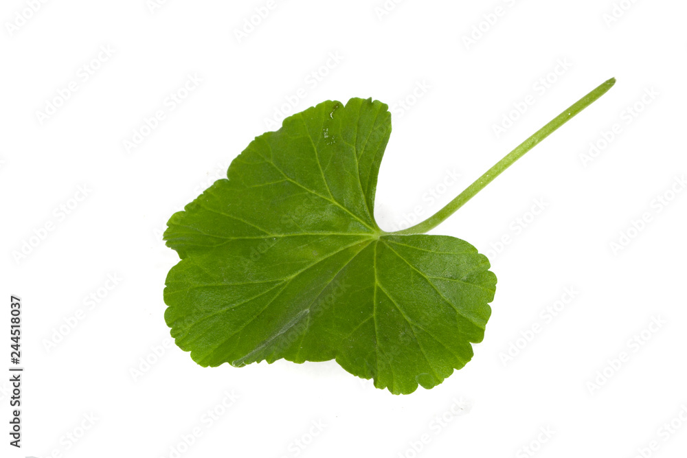 Fototapeta premium leaf isolated on white background