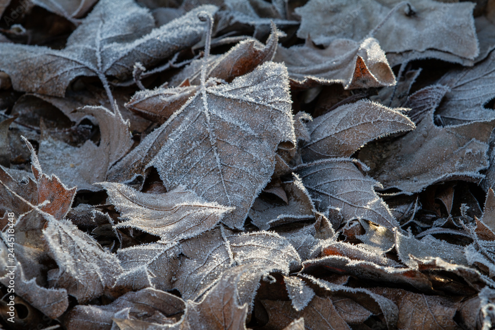 close up of leaves in hoar frost close up of leaves in hoar frost