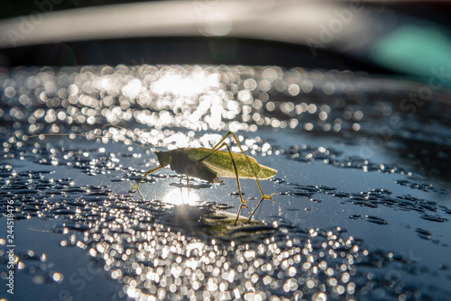 Backlighted grasshopper on a wet surface