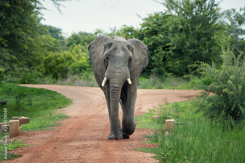 Elephant on a track Zambia