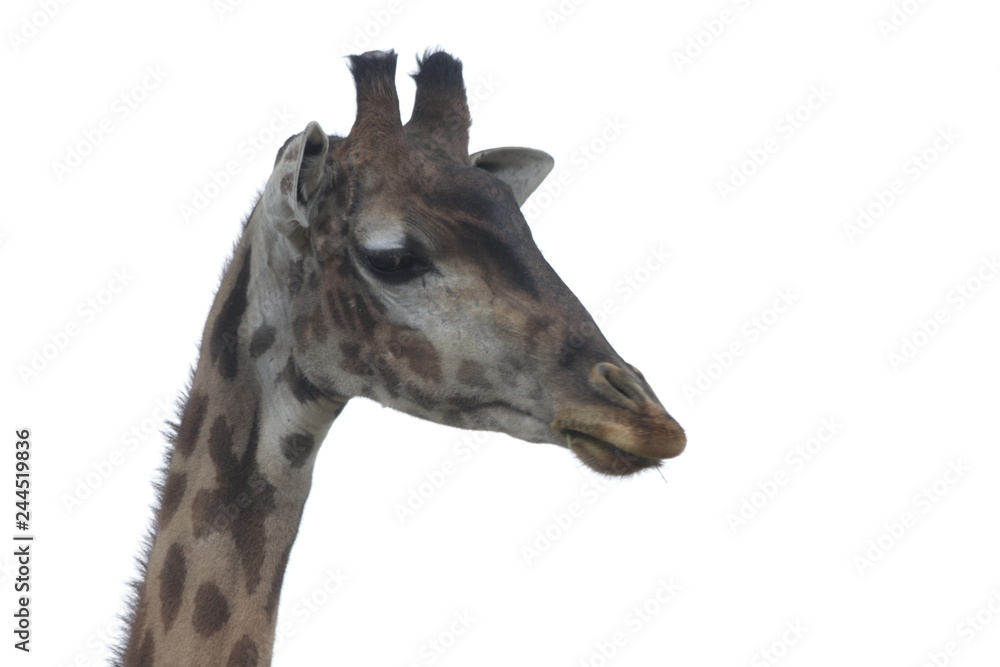 Close up Giraffe's Face on White Background Close up Giraffe's Face on White Background