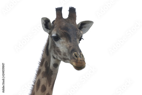 Close up Giraffe s Face on White Background