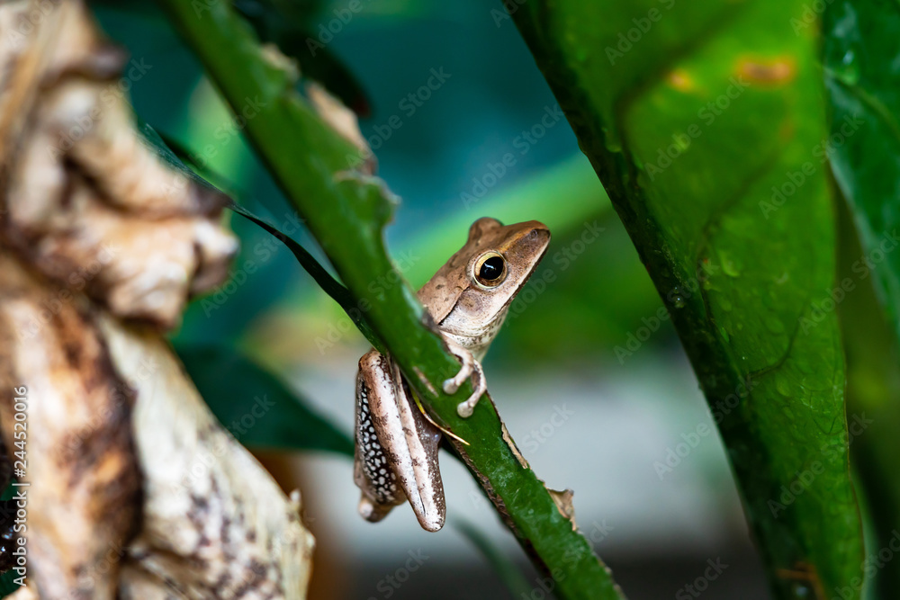 Fototapeta premium Tree frog on leaves