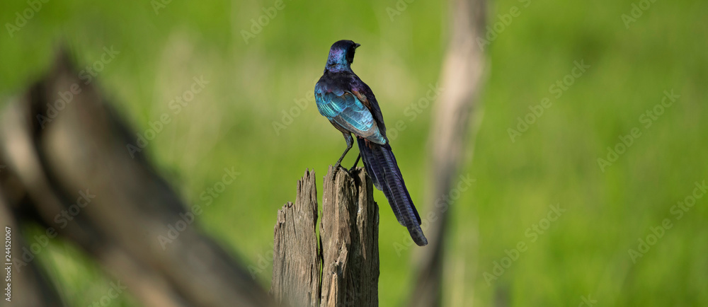 Fototapeta premium Greater Blue-eared Starling